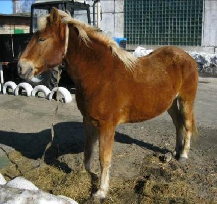 Житель Кобрина пытался незаконно вывезти в Россию 20 лошадей