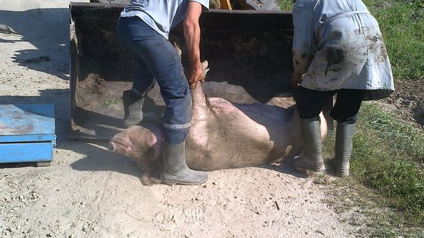У жителей деревни в Барановичском районе отбирают свиней. Говорят - чума