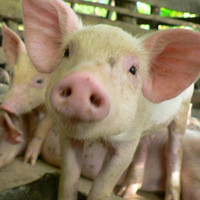Минсельхозпрод запретил содержание свиней в радиусе не менее пяти километров от свинокомплексов