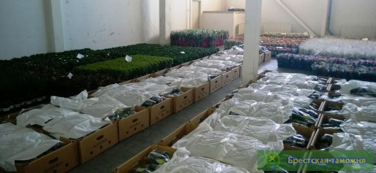 В ПТО «Козловичи» задержали контрабанду цветов на полтора миллиарда