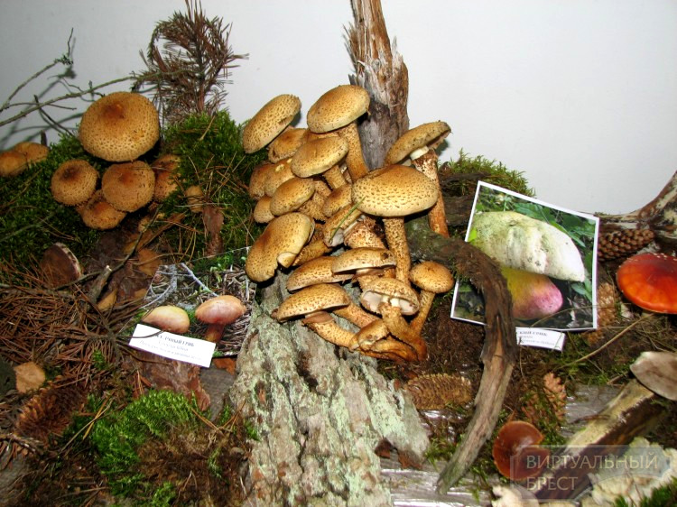В Бресте открылась выставка «Узнай мир грибов»