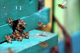 Почему продукция Брестских пчеловодов не находит своего покупателя?