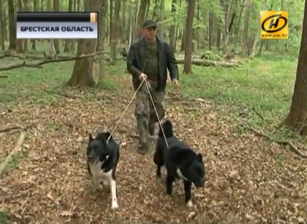 Охотничьи схватки между дикими кабанами и собаками устроили в Беловежской пуще