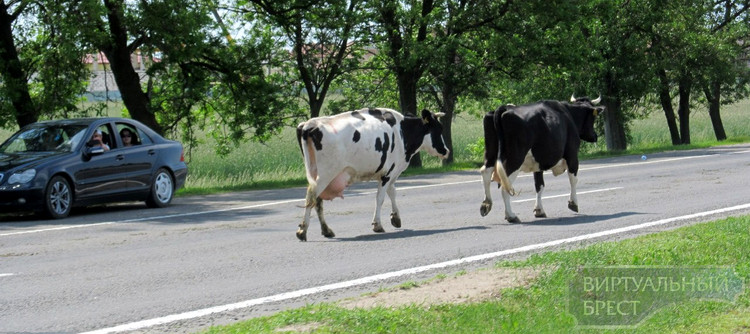 Колонну байкеров, подъезжающих к Бресту, преследовали... коровы!