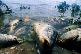 Почему в реке Лесная гибнет рыба? Виноваты дожди и жара