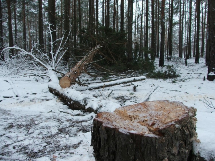 На территории Полесского лесхоза в пограничной полосе зафиксирован случай незаконной вырубки леса