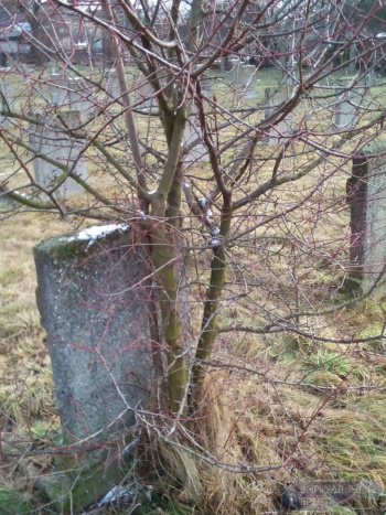 Высаженные активистами на кладбище деревья вырублены