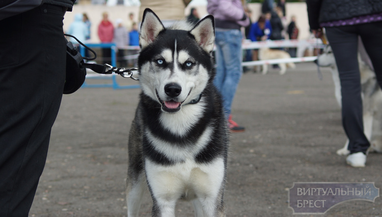 Выставка собак проходит в Бресте на стадионе "Локомотив"