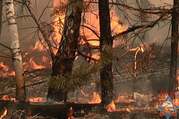 Лесной пожар на Столинщине на бывшем полигоне ликвидирован
