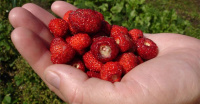 За нарушение пограничного законодательства задержаны собиравшие ягоды украинки