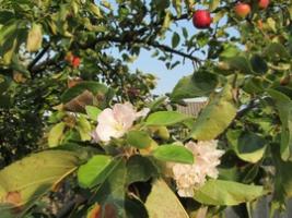В Ганцевичах снова зацвели яблони