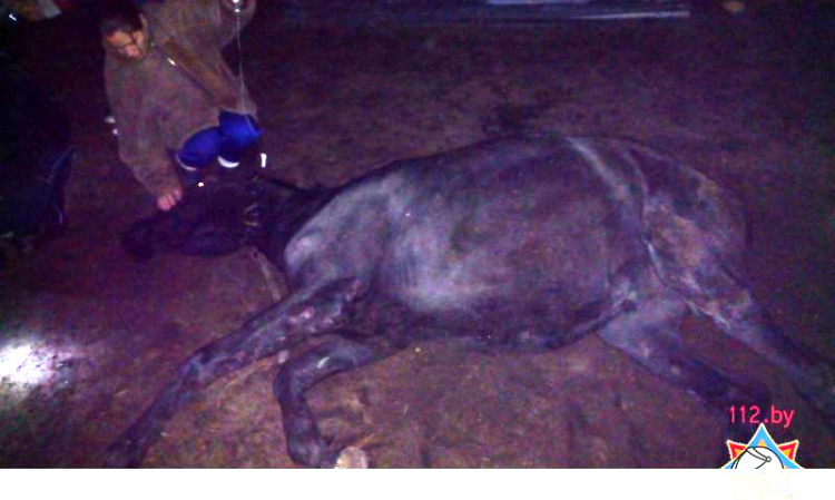 Лошадь провалилась в гаражную яму, доставали её сотрудники МЧС