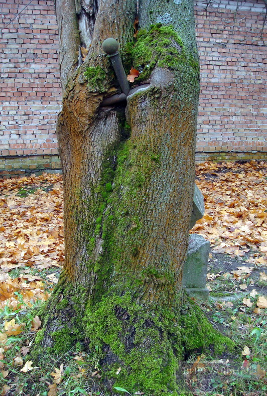 Удивительный памятник природы на Католическом (польском) кладбище Бреста