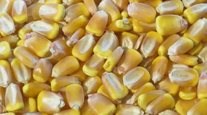 "Криничная" и "Брест-травы" получат по Br36 млрд на закупку семенной кукурузы