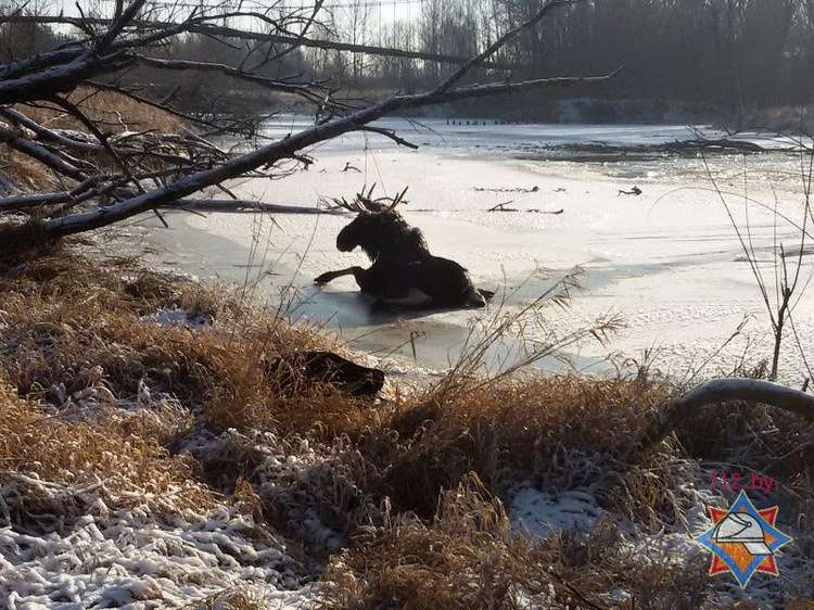 На реке Лесной спасли провалившегося под лед лося