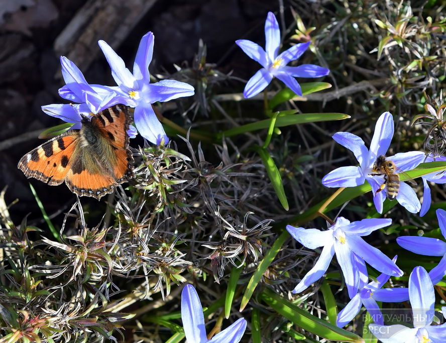 Резкая весна: в окрестностях Бреста порхают бабочки, распускаются тюльпаны и магнолии