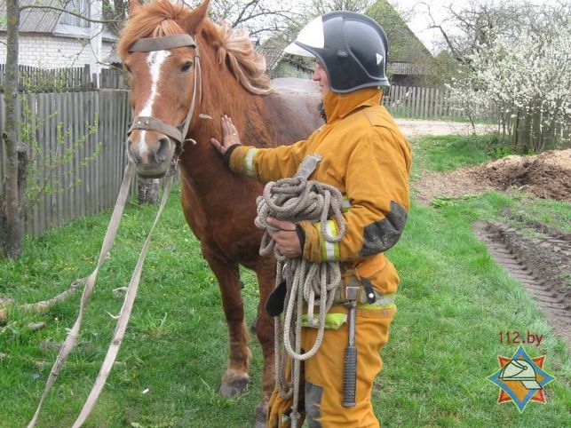 Спасатели помогли лошади выбраться из колодца