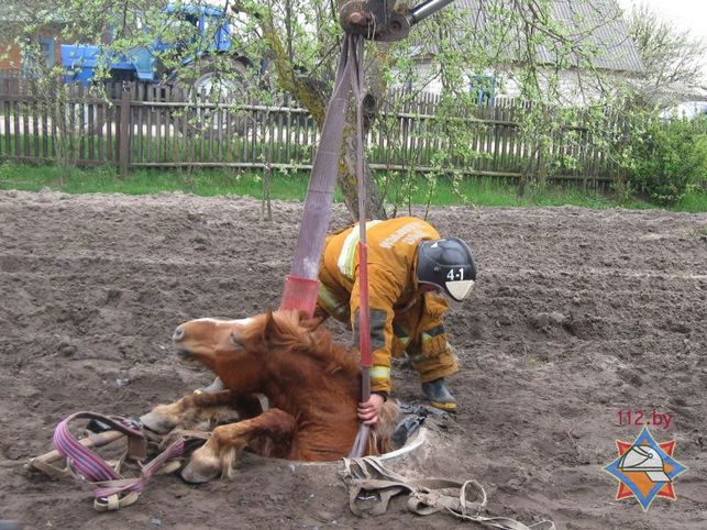 Спасатели помогли лошади выбраться из колодца