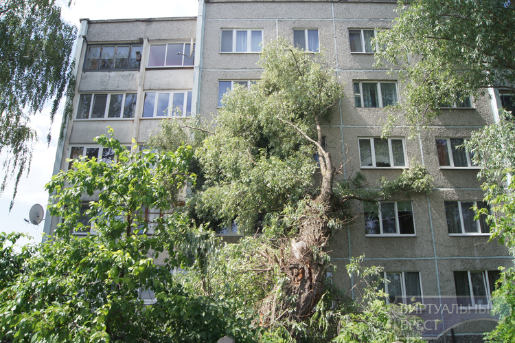 На ул. л. Рябцева дерево рухнуло на пятиэтажку