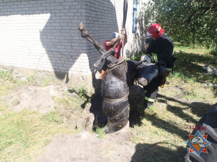 Сотрудники МЧС в Пинске вытащили лошадь из колодца