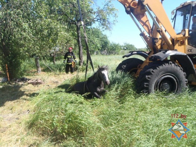 Сотрудники МЧС в Пинске вытащили лошадь из колодца