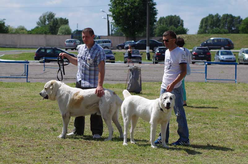 Выставка собак прошла в Бресте на стадионе Локомотив