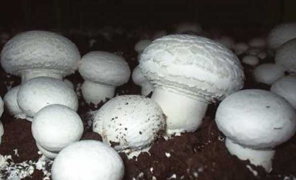 Предприятие по производству грибного субстрата планируют создать в Брестской области