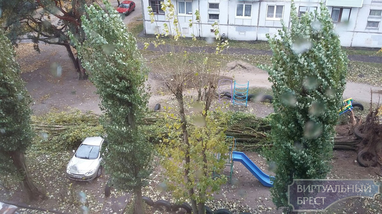 Сильный ветер в Бресте местами повалил деревья, одно упало на автомобиль