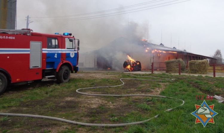 В Барановичском районе при пожаре в здании телятника эвакуировано 68 тельных коров
