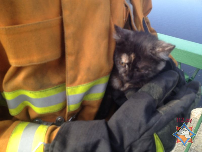 В Пинске сотрудники МЧС спасли котенка, которого сбросили на опору моста