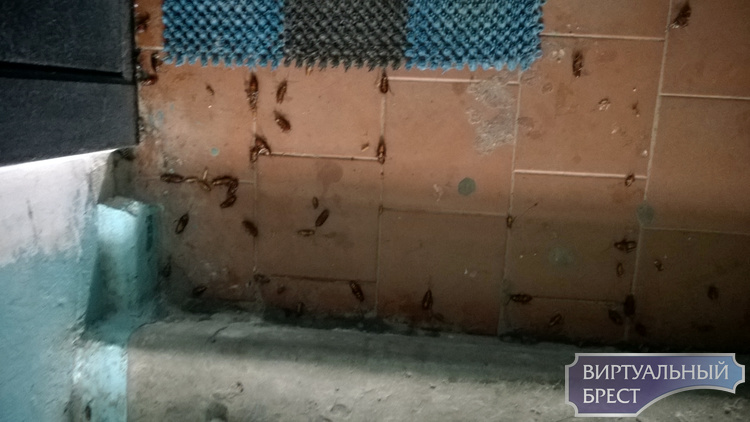 "Чужие" пришли... Гигантские тараканы терроризируют жильцов брестской многоэтажки
