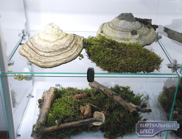 Выставка грибов-трутовиков, мхов и лишайников работает в Бресте