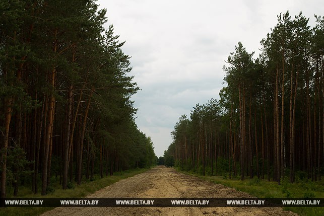 Посторонним вход запрещен: из-за жары леса Брестской области взяты под усиленную охрану