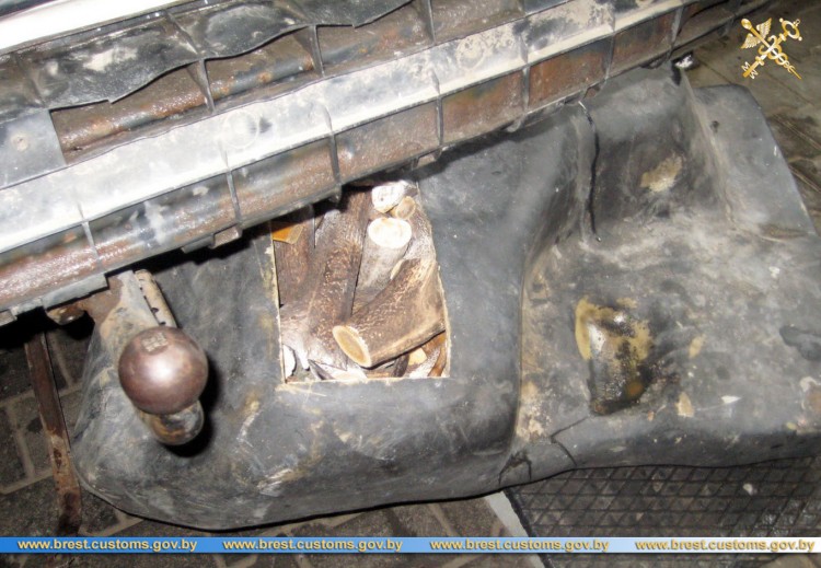 В топливном баке автомобиля мужчина вез из Украины 90 кг распиленных оленьих рогов