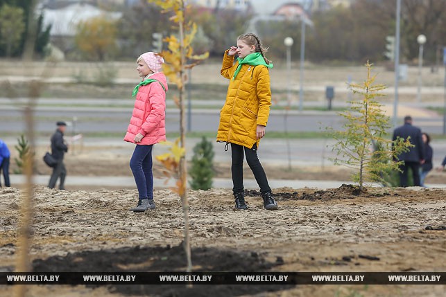 Более 19 тыс. деревьев высадили в Год малой родины в городах и деревнях Брестской области