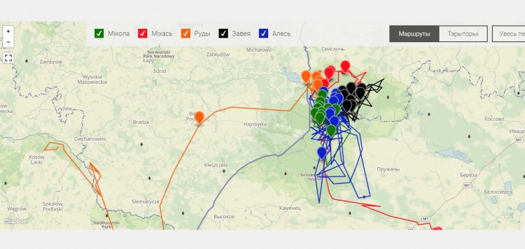 Серые в интернете: волков пометили GPS-ошейниками и за ними можно следить