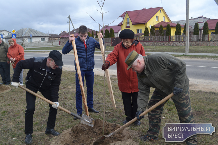 Ветераны присоединились к акции «1000 деревьев к 1000-летию Бреста»